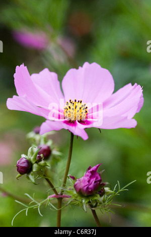 Cosmos bipinnatus fiore. Foto Stock