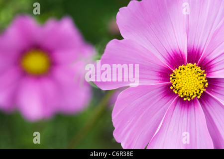 Cosmos bipinnatus fiore. Foto Stock