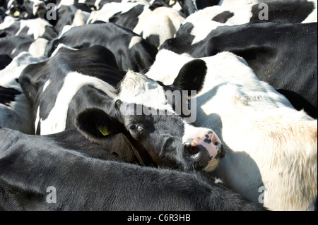 Un contrassegnati in bianco e nero il frisone mucca guarda fuori da un impaccato, allevamento di bestiame di mungitura Foto Stock