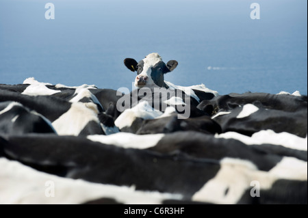 Una mucca solitario che sembra essere stufo di essere bloccato in una mandria. Foto Stock