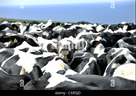 Un bianco e nero il frisone mucca guarda fuori da un impaccato, allevamento di bestiame di mungitura. Foto Stock