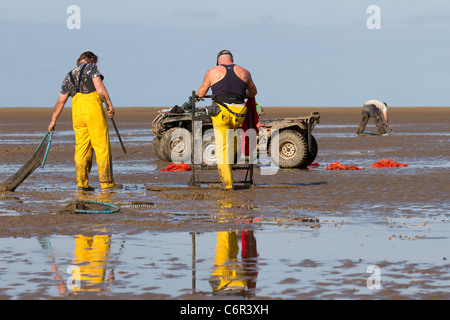 Gruppi di uomini Rible estuario cockling all'apertura della spiaggia a Southport a Cockle Pickers all'inizio della stagione, Marshside, Merseyside, 2011. L'estuario del fiume Ribble è il luogo in cui il fiume Ribble incontra il Mare d'Irlanda sulla costa nord-occidentale dell'Inghilterra. I cocklers che raccolgono i molluschi bivalvi marini commestibili rischiano la loro vita sulle coste britanniche ma possono guadagnare fino a $£1.000 al giorno. I letti di cockle qui non sono stati pescati commercialmente per dieci anni e si stima che contengano 80 milioni di sterline di molluschi. Foto Stock
