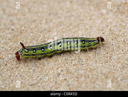 Barberia di euforbia Hawk Moth larve, Hyles tithymali tithymali, Sphingidae. Le dune di sabbia, Corralejo Parco Nazionale, Fuerteventura. Foto Stock