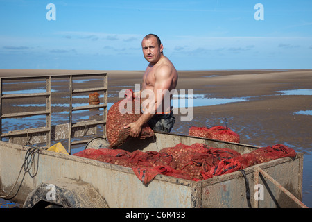 Gruppi di uomini Rible estuario cockling all'apertura della spiaggia a Southport a Cockle Pickers all'inizio della stagione, Marshside, Merseyside, 2011. L'estuario del fiume Ribble è il luogo in cui il fiume Ribble incontra il Mare d'Irlanda sulla costa nord-occidentale dell'Inghilterra. I cocklers che raccolgono i molluschi bivalvi marini commestibili rischiano la loro vita sulle coste britanniche ma possono guadagnare fino a $£1.000 al giorno. I letti di cockle qui non sono stati pescati commercialmente per dieci anni e si stima che contengano 80 milioni di sterline di molluschi. Foto Stock