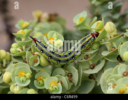 Barberia di euforbia Hawk Moth larve, Hyles tithymali tithymali, Sphingidae. Sul cibo vegetale, Euforbia di mare, Euphorbia paralias. Foto Stock