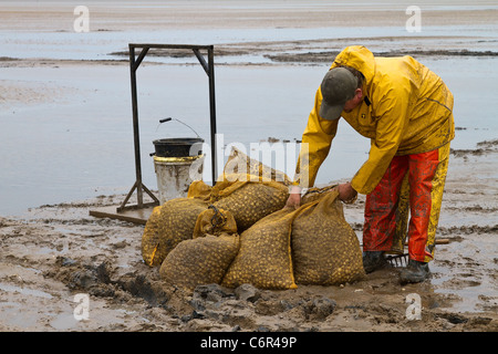 Gruppi di uomini Rible estuario cockling all'apertura della spiaggia a Southport a Cockle Pickers all'inizio della stagione, Marshside, Merseyside, 2011. L'estuario del fiume Ribble è il luogo in cui il fiume Ribble incontra il Mare d'Irlanda sulla costa nord-occidentale dell'Inghilterra. I cocklers che raccolgono i molluschi bivalvi marini commestibili rischiano la loro vita sulle coste britanniche ma possono guadagnare fino a $£1.000 al giorno. I letti di cockle qui non sono stati pescati commercialmente per dieci anni e si stima che contengano 80 milioni di sterline di molluschi. Foto Stock