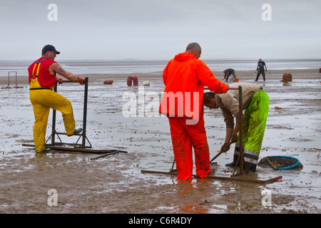 Gruppi di uomini Rible estuario cockling all'apertura della spiaggia a Southport a Cockle Pickers all'inizio della stagione, Marshside, Merseyside, 2011. L'estuario del fiume Ribble è il luogo in cui il fiume Ribble incontra il Mare d'Irlanda sulla costa nord-occidentale dell'Inghilterra. I cocklers che raccolgono i molluschi bivalvi marini commestibili rischiano la loro vita sulle coste britanniche ma possono guadagnare fino a $£1.000 al giorno. I letti di cockle qui non sono stati pescati commercialmente per dieci anni e si stima che contengano 80 milioni di sterline di molluschi. Foto Stock
