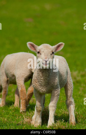 Baby terra inglese Foto Stock