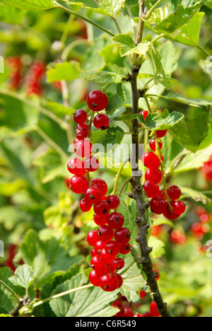 Johannisbeerstrauch - boccola di ribes 05 Foto Stock