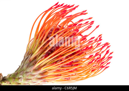 Rosso (Kahili Grevillea Banksil) fiore su sfondo bianco. Isolato Spider fiore. Parte del Protea familly, trovati in Hawaii Foto Stock