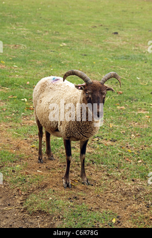 Castlemilk Moorit ovini Foto Stock