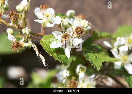Bee raccoglie il polline dal fiore Foto Stock