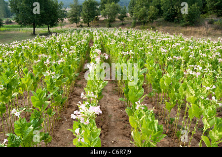 La piantagione di tabacco- fioritura oriental piante di tabacco Foto Stock