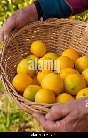 Cesto di limoni Meyer, Whitney Ranch, Carpinteria, California, Stati Uniti d'America Foto Stock