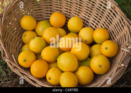 Cesto di limoni Meyer, Whitney Ranch, Carpinteria, California, Stati Uniti d'America Foto Stock