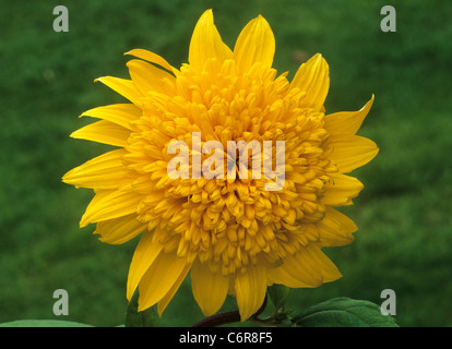 Helianthus "Happy Days" Girasole girasoli giallo fiore giardino di fiori piante vegetali Foto Stock