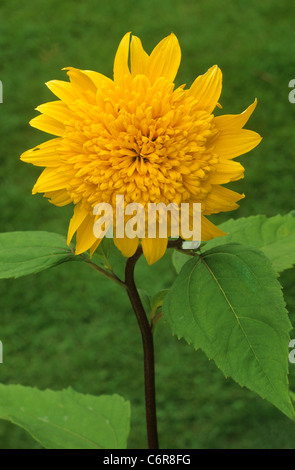 Helianthus "Happy Days" Girasole girasoli giallo fiore giardino di fiori piante vegetali Foto Stock