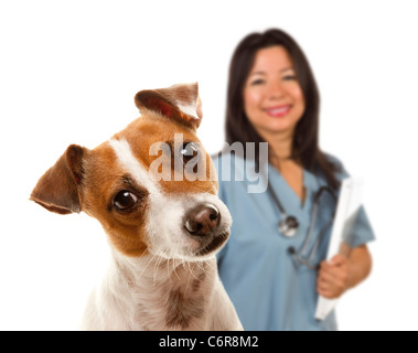 Adorable Jack Russell Terrier e veterinario femmina dietro isolato su uno sfondo bianco. Foto Stock