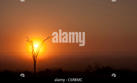 Un albero morto silhouette a sunrise in una nebbiosa mattina bushveld Foto Stock