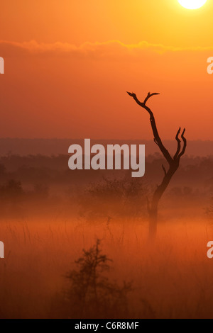 Un albero morto silhouette a sunrise in una nebbiosa mattina bushveld Foto Stock