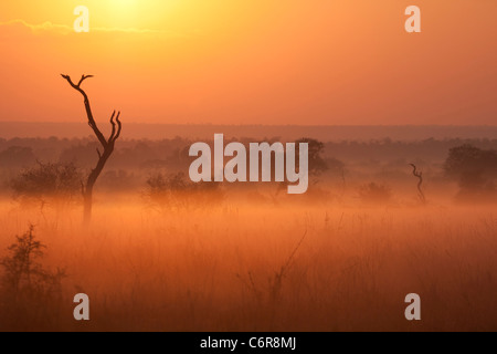 Un albero morto silhouette a sunrise in una nebbiosa mattina bushveld Foto Stock