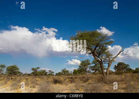 Kalahari paesaggio con Camelthorn Lone Tree (Acacia erioloba) e sparse nubi cumulus Foto Stock