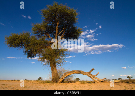 Kalahari paesaggio con Camelthorn Lone Tree (Acacia erioloba) e sparse cumulus nubi in luce calda Foto Stock