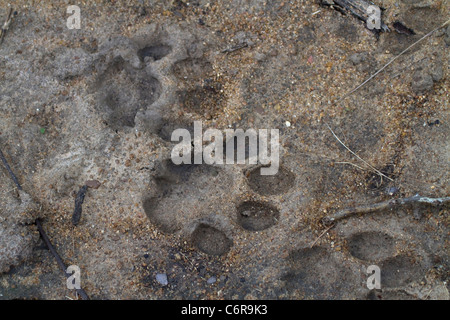 Lion tracce nella sabbia morbida Foto Stock