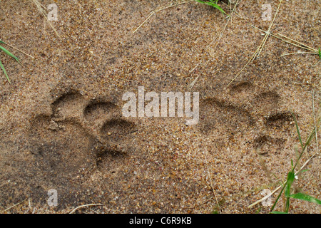 Lion tracce nella sabbia morbida Foto Stock