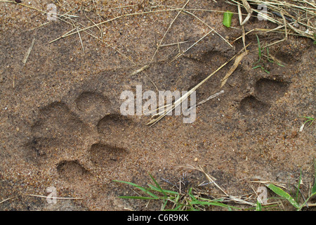 Lion tracce nella sabbia morbida Foto Stock