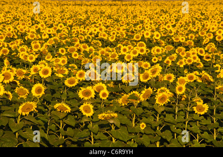 Campo di girasoli Foto Stock