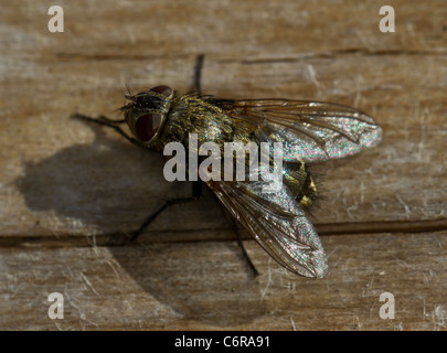 Cluster fly (Pollenia rudis), femmina, seduto su un log Foto Stock