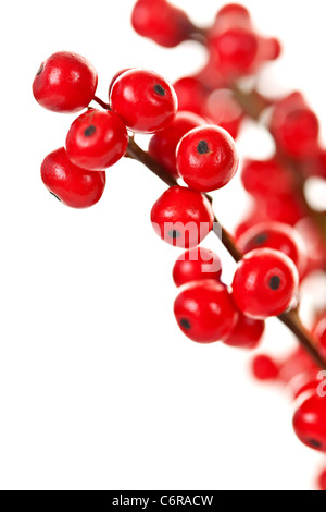 Natale Winterberry rami con red holly bacche Foto Stock