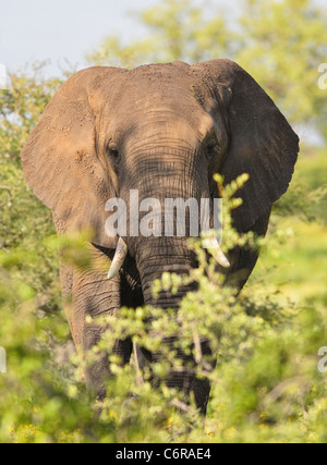 Elefante africano (Loxodonta africana) il pascolo in Nazionale Kruger National Park in Sud Africa. Foto Stock