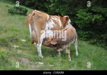 Highland scozzesi potabile vitello da sua madre mucca Foto Stock