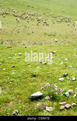 Capre pascolano nei prati in Provincia di Qinghai, Cina Foto Stock