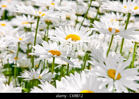 Close up di Daisy bianca fiori che sbocciano in giardino Foto Stock