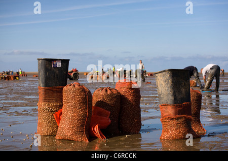 Cocktail in spiaggia con bassa marea su appartamenti di sabbia a Marshside all'inizio della stagione di Cockle picking. Incontro con le mani autorizzato a Southport, Merseyside, Regno Unito Foto Stock