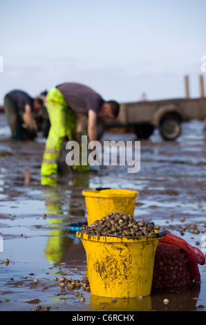 Cocktail in spiaggia con bassa marea su appartamenti di sabbia a Marshside all'inizio della stagione di Cockle picking. Incontro con le mani autorizzato a Southport, Merseyside, Regno Unito Foto Stock