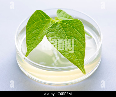Pianta geneticamente modificata testati in capsula di petri Foto Stock