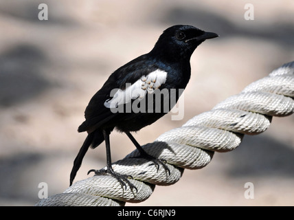 Seychelles Magpie Robin (Copsychus sechellarum) uccelli minacciate dalle Seicelle nell'Oceano Indiano. Foto Stock