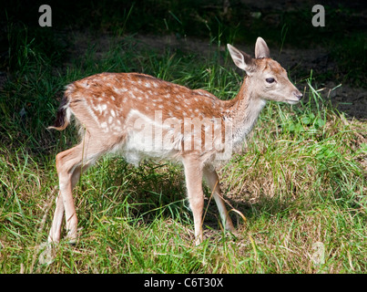 Daini fawn (dama dama) Foto Stock