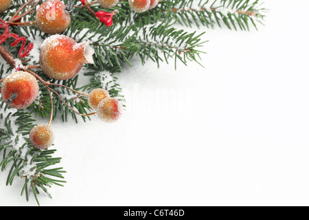 Rami di pino e bacche con neve per il Natale di confine. Foto Stock