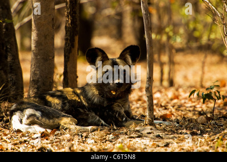 African Wild Dog, dipinto di cane, cane da caccia, Devil cane. Parco Nazionale di Hwange dello Zimbabwe, in pericolo lo Stato in Africa. Foto Stock