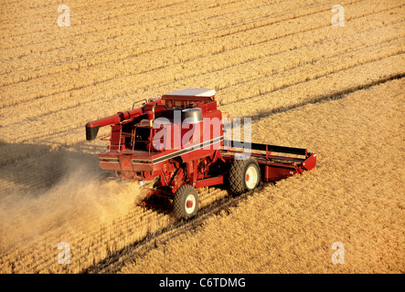 Combinare la raccolta di frumento (senza marchio) Foto Stock