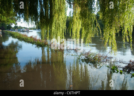 Salice piangente albero su allagato Thames sentiero Foto Stock