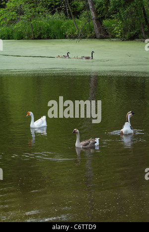 Il gruppo di oche del Canada con gli anatroccoli nel bellissimo paesaggio rurale dell'Ohio OH immagini foto in vendita su alamy verticale negli USA US ad alta risoluzione Foto Stock