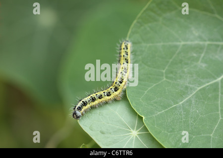 Caterpillar della piccola farfalla bianca, Sarcococca rapae, sulle foglie i Nasturzi Foto Stock