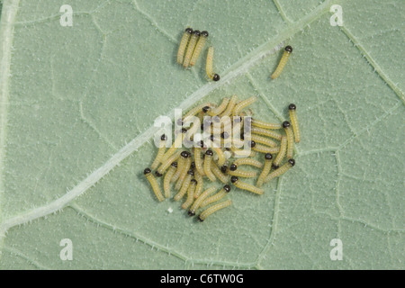 Recentemente emerso bruchi della piccola farfalla bianca, Sarcococca rapae Foto Stock