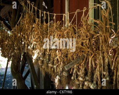 Essiccamento di aglio, Napa Valley, California Foto Stock